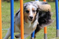 agility_anfaenger